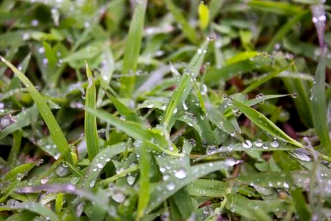 Green leaf Stock Photos