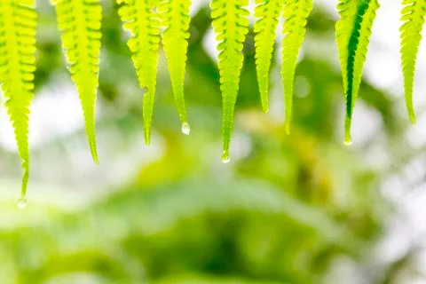 Green leaf Stock Photos