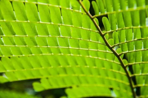 Green leaf Foto stock