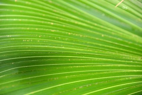 Green leaf Fotos Stock