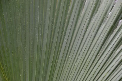 Green leaf Stock Photos