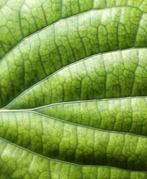 Green leaf Stockfoto's