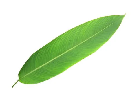 Green leaf Stock Photos