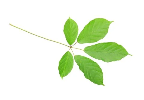 Green leaf Stock Photos