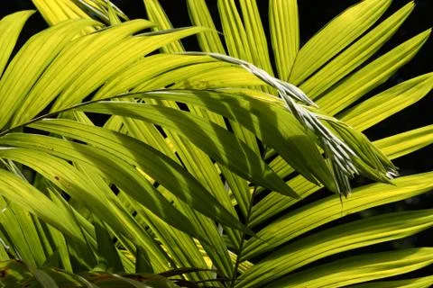 Green leaf 写真素材