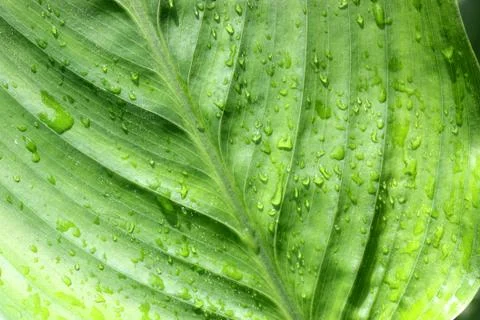 Green leaf Stock Photos