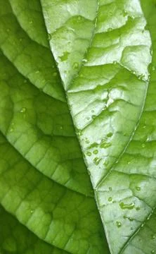 Green leaf Stock Photos