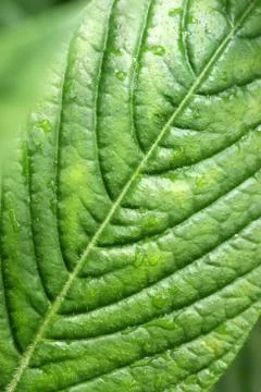 Green leaf Stock Photos