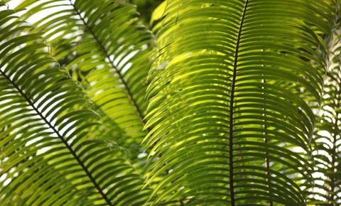 Green leaf Stock Photos