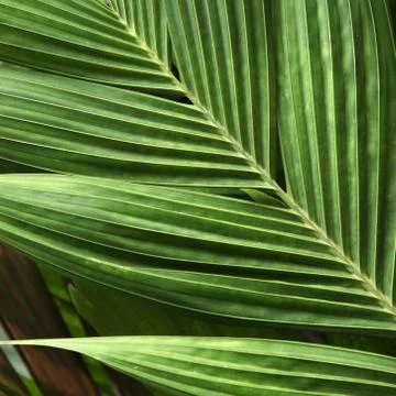 Green leaf Stock Photos