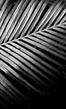 Green leaf Stock Photos