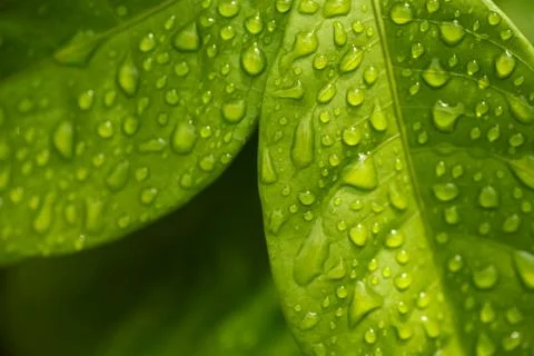 Green leaf 库存照片