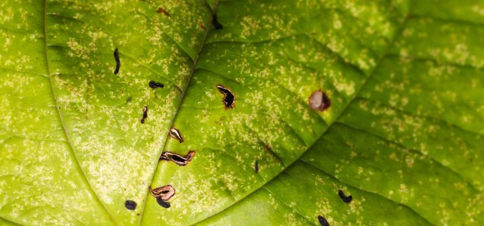 Green leaf Stock Photos