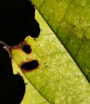 Green leaf Stock Photos