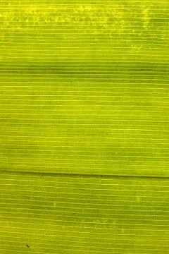 Green leaf Stock Photos
