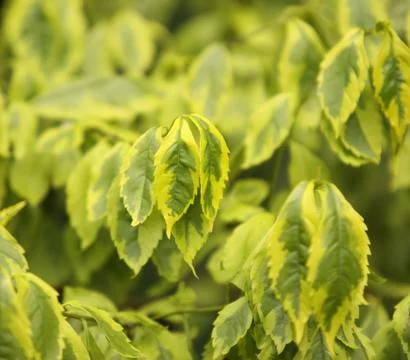 Green leaf Stock Photos