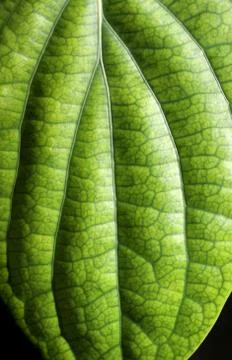 Green leaf Stock Photos