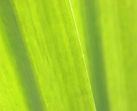 Green leaf Фото