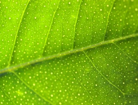 Green leaf Stock Photos