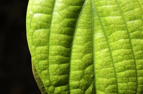 Green leaf Stock Photos