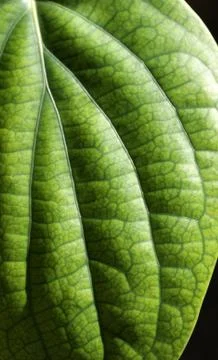 Green leaf Stock Photos