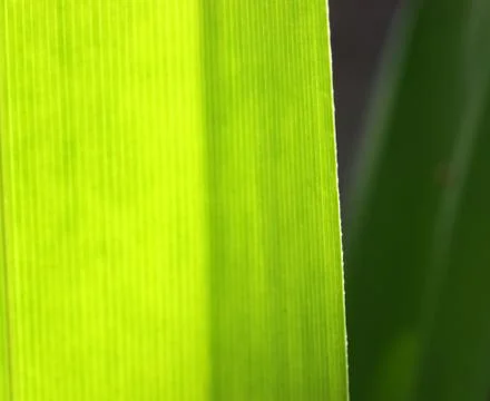 Green leaf Stock Photos