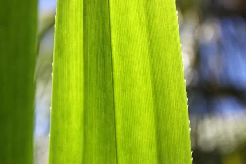 Green leaf Stock Photos