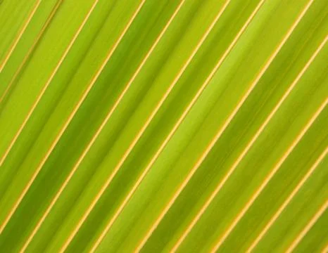 Green leaf Stock Photos