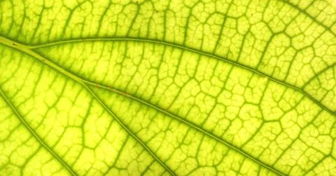 Green leaf Foto stock