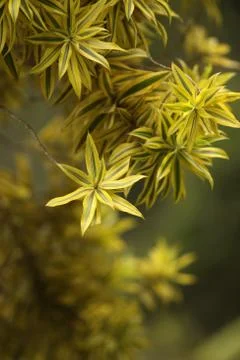 Green leaf 写真素材