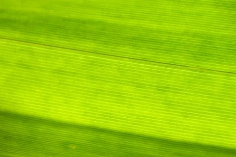 Green leaf Stock Photos