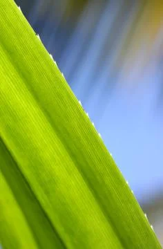 Green leaf Фото