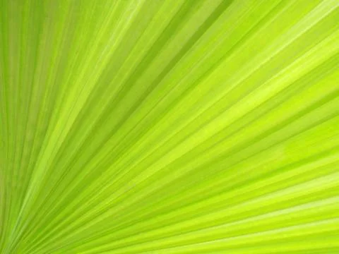 Green leaf Stock Photos