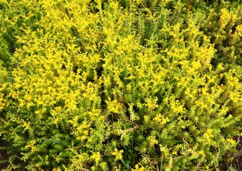 Green leaf Stock Photos