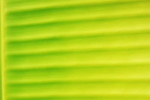 Green leaf Foto stock