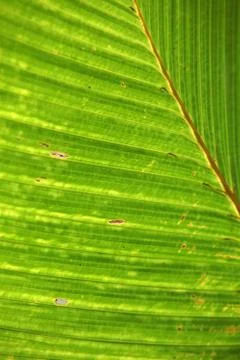 Green leaf Stock Photos