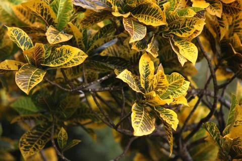Green leaf Фото