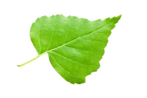 Green leaf Stock Photos
