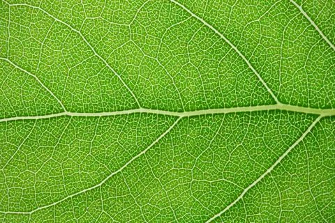 Green leaf Stock Photos