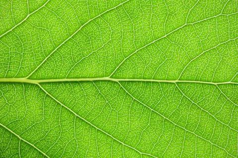Green leaf Stock Photos