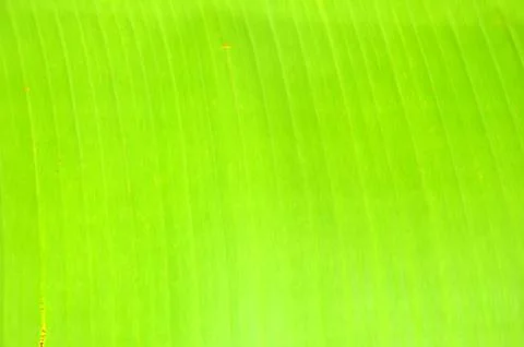 Green leaf Stock Photos