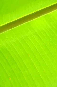 Green leaf Stock Photos