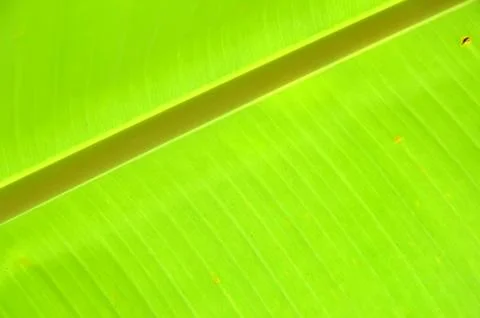 Green leaf Stock Photos