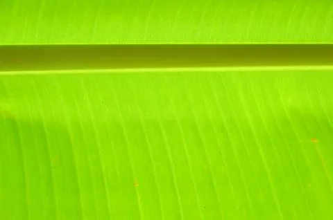 Green leaf Stock Photos