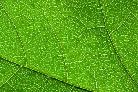 Green leaf Stock Photos