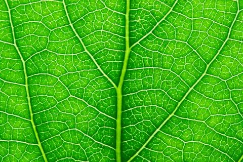 Green leaf Stock Photos