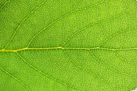 Green leaf Stock Photos