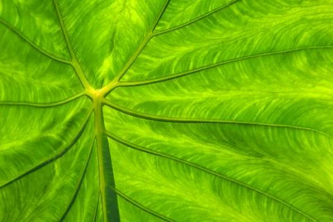 Green leaf Stock Photos
