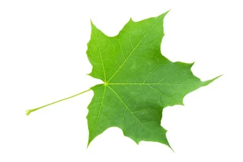Green leaf Stock Photos