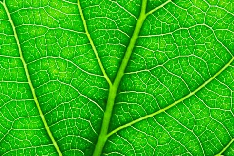Green leaf Stock Photos